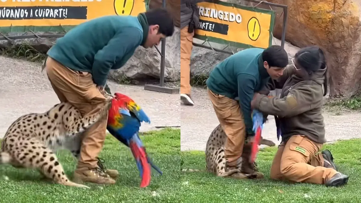 Tragedia en Buinzoo: felino atacó y mató a un guacamayo durante show educativo ante el público